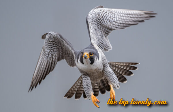 Peregrine falcon fastest animals